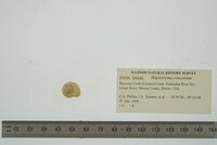 Haplotrema concavum image