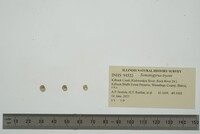 Somatogyrus tryoni image