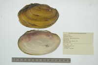 Leptodea fragilis image