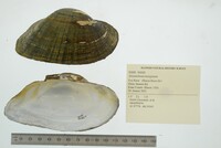 Alasmidonta marginata image