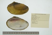 Leptodea fragilis image