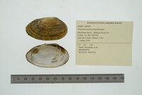 Venustaconcha ellipsiformis image