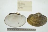 Lampsilis cardium image