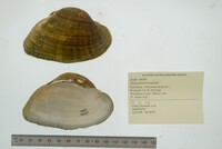 Alasmidonta marginata image