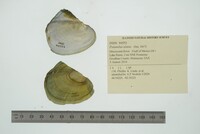 Potamilus alatus image