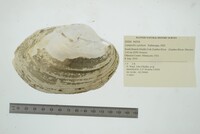 Lampsilis cardium image