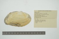 Lasmigona compressa image