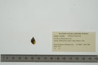 Elimia livescens image
