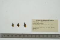 Elimia livescens image