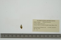 Elimia livescens image