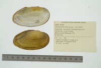 Anodontoides ferussacianus image