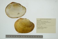 Lampsilis cardium image