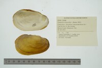 Lampsilis siliquoidea image