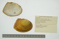 Lasmigona complanata image