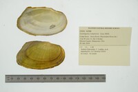 Lasmigona compressa image