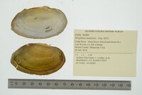 Strophitus undulatus image