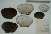 Arcidens confragosus image