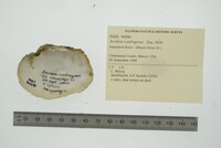 Arcidens confragosus image