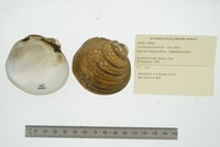 Cyclonaias pustulosa image