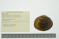 Obovaria subrotunda image