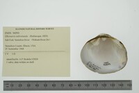 Obovaria subrotunda image