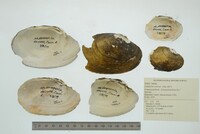 Lampsilis cariosa image