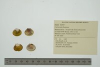 Corbicula fluminea image