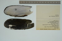 Margaritifera monodonta image