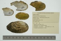 Venustaconcha ellipsiformis image