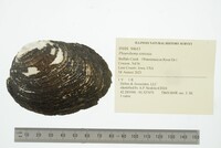 Pleurobema sintoxia image