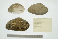 Alasmidonta marginata image