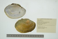 Lampsilis cardium image