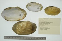 Lampsilis siliquoidea image