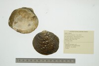Cyclonaias pustulosa image