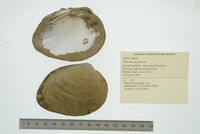 Pleurobema sintoxia image