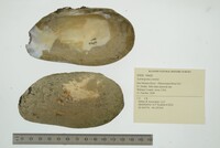 Lasmigona costata image