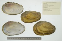 Leptodea fragilis image