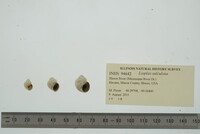 Lioplax sulculosa image