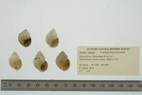 Campeloma decisum image