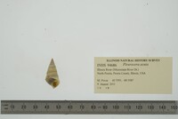 Pleurocera acuta image