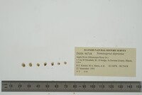 Somatogyrus depressus image