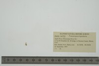 Pomatiopsis lapidaria image