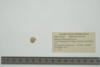 Anguispira alternata image