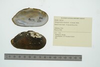 Margaritifera hembeli image