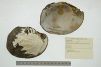 Amblema elliottii image