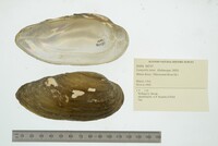 Lampsilis teres image