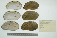 Tritogonia verrucosa image