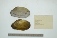 Lasmigona compressa image