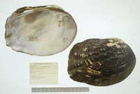 Megalonaias nervosa image