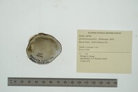 Quadrula quadrula image